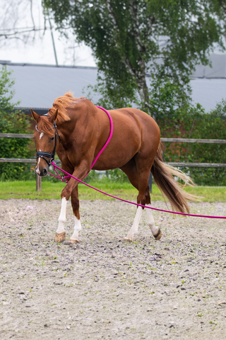 Longeerlijn in tas Fuchsia