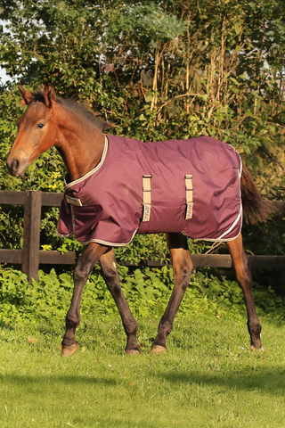 Amigo Fohlen-Decke 200g