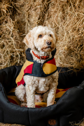 Newmarket Hondenfleece Medium Witney Gold