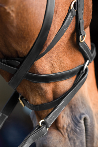 Rambo Micklem Bridle Multi
