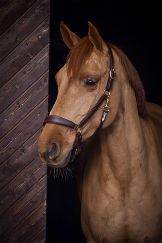 Anatomisk lædergrime