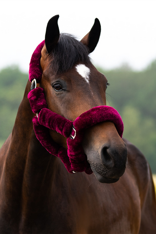 Halfter Alaska Burgundy / Schwarz