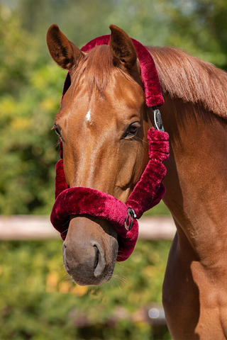 Halfter Alaska Burgundy / Schwarz