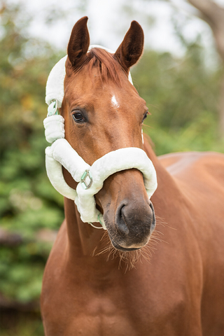 Halfter Alaska Mintgrün