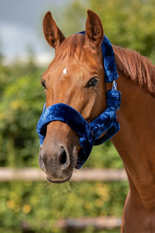 Halfter Alaska Navy / Blau