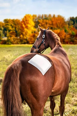 Animal Removal Wipe 12x18cm 30 pcs