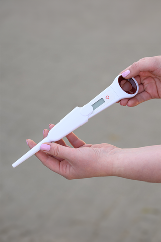 Digitales Thermometer für Pferd