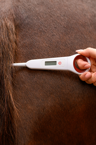 Digitales Thermometer für Pferd
