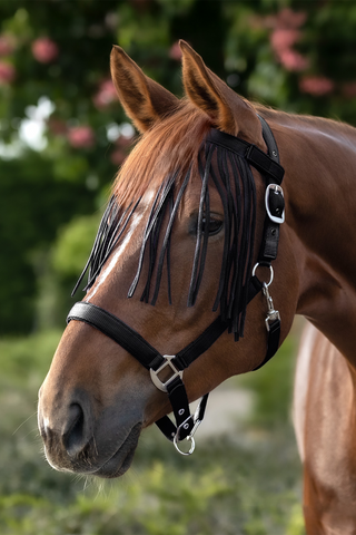 Fly Browband Salon Black