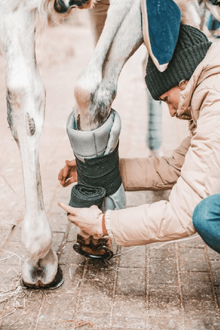 Incrediwear Equine Incrediwear Circulation Stallpaddar