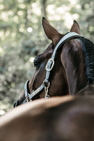 Anatomisch Suède Halster Grijs