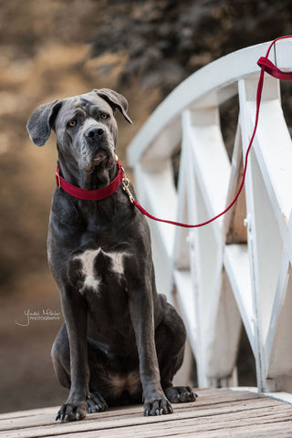 Laisse pour chien en velours côtelé