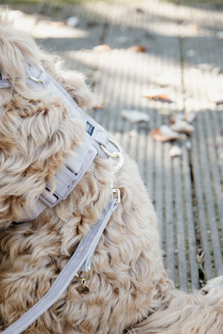 Laisse pour chien Velvet