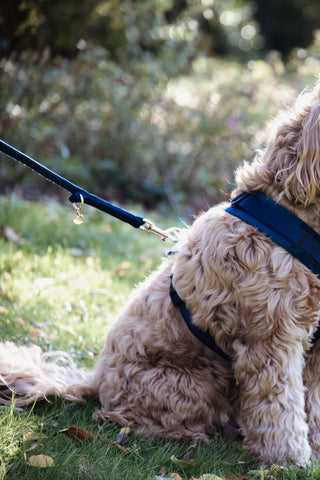 Laisse pour chien Velvet