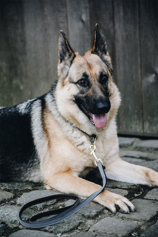 Loop Dog Leash