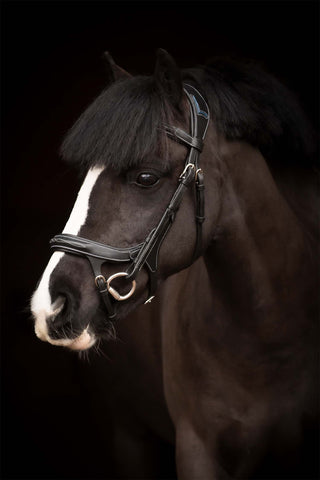 Fazzino Bridle